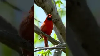 Cardinal Singing #shorts #short