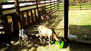 Мои козы, сколько и зачем ))