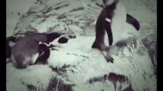 Ох пингвин предатель!