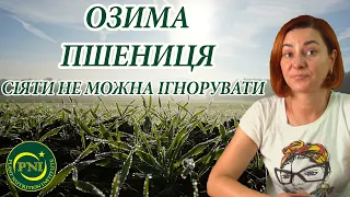 ОЗИМА ПШЕНИЦЯ у новому сезоні: перспективи та рішення