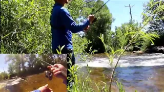 Uncut Fishing trout (w/spinners)