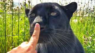 Panther Luna wants to meet friends😸(ENG SUB)