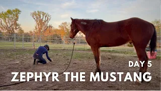 Day 5 with Zephyr the Mustang