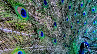 Encountered a peacock on virtual forest walk | relaxing nature sounds |