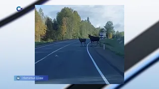 Два лося вышли на дорогу перед идущим транспортом в Карелии