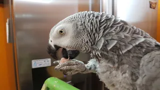 Попугай матершинник говорит с хозяином и ругается Говорящий попугай Рико
