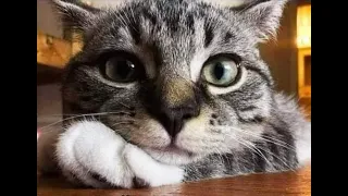 😺 Кот - лучший психолог! 🐈 Смешное видео с котами и котятами для хорошего настроения! 😸