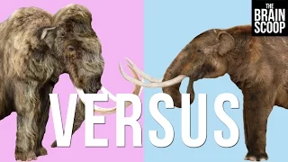 Mammoths vs. Mastodons: Can we 'de-extinct' them both?