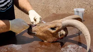 AOUDAD EWE SKULL CLEANING