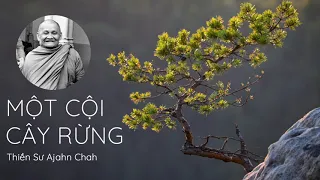 Một Cội Cây Rừng - Thiền Sư Ajahn Chah