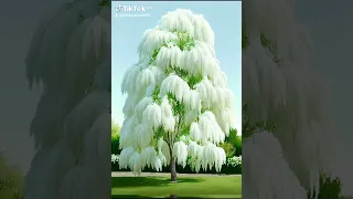 Pagoda tree... This tree blossom every 400 years