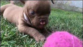 Mini puppy won't stop complaining want to eat breakfast quickly, feeding a cleftie puppy is not easy