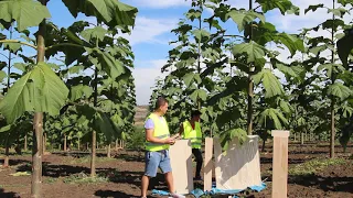 Paulownia in Romania 2018. Impreuna cream binele !!!!!!!. Partea I -a.