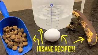 How to Make baby bird food from HOME!!!