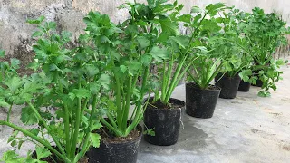 No need for a garden, try growing celery at home for amazing results