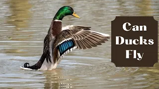 Uncovering the Mystery: Can Ducks Really Fly or is it a Myth?