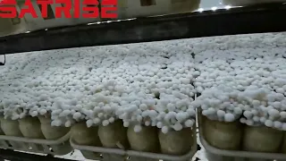 Bottle Cultivation of White Shimeji Mushroom
