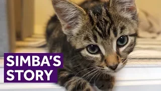 Starving Kitten Found Abandoned on the Streets | The Mayhew