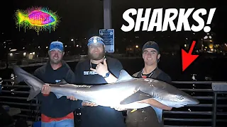 BIG GAME SHARK FISHING (2 Different Species!!!) SAN DIEGO, CALIFORNIA