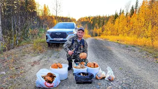 ГРИБОВ ПОЛНО - СОБИРАЙ НЕ ХОЧУ  УСТАИЧ ВЗЯЛ МАМУ НА ГРИБАЛКУ  ТИХАЯ ОХОТА НА СЕВЕРЕ