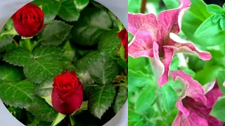 Top Most Summer Roses of Keisei Rose Garden 2021