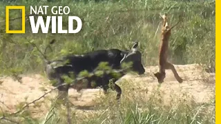 Buffalo Tosses a Lion Cub Into the Air | Nat Geo Wild