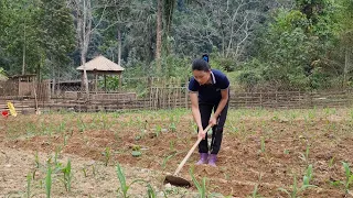 Corn garden care & livestock - daily work on the farm | Dang Thi Mui