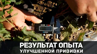 Результаты опыта улучшенной копулировки винограда