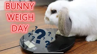BUNNY WEIGH DAY (3 MONTHS OLD)