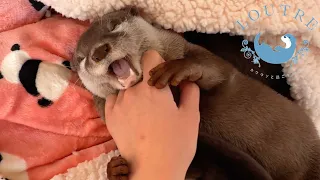 Otter Got Angry When I Stopped Petting Him.