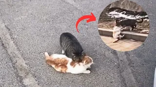 the stray male cat is trying to wake his injured partner hit by a car despite no hope 😭