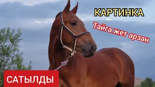 ЧЫКТЫ САТЫЛДЫ