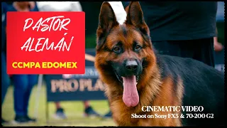 PASTOR ALEMÁN CCMPA EDOMEX / CINEMATIC VIDEO/SONY FX3 & SONY 70-200 G2 /DOG´S LOVER/GERMAN SHEPHERD