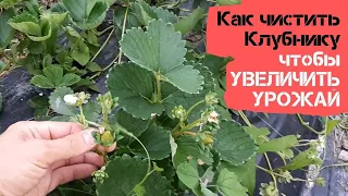 Показываю, как чистить высаженную клубнику, ЧТОБЫ УВЕЛИЧИТЬ УРОЖАЙ / Огород дяди Вовы