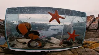 Making Tide Pool Aquarium        (Amazing Creatures)