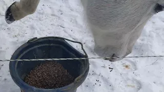 Morning Feeding Part 5. #sheep #goats #routinevlog #drafthorse #rescue #food #morning #vlog #winter