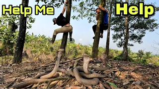 The Crying Cry of 2 Youths Attacked by Cobra  | Fishing TV