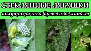 СТЕКЛЯННЫЕ ЛЯГУШКИ - Полупрозрачные древесные жители