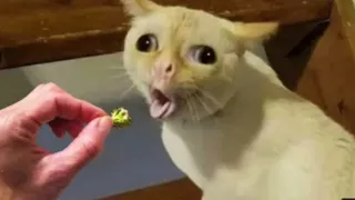 Funny Cats on TikTok That Will 100% Cure Your Mood 🥰 Don't try to hold back Laughter 😂😂