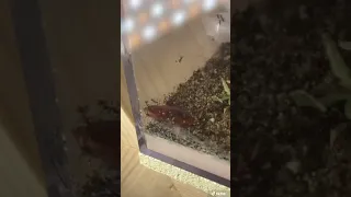 ANTS VS 2 ROACHES