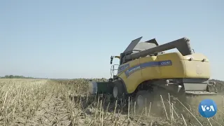 Ukraina: Urush agrosektorga qanday ta’sir qilmoqda?