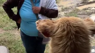 Llora cuando su dueña lo abandona. Increíble reacción de perrito abandonado