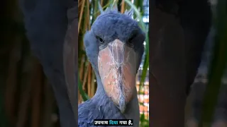 Shoebill Bird | Facts About the Stupid Bird on Planet Earth #shorts #viral #youtubeshorts