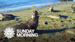 Nature: Elephant seals