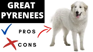 Great Pyrenees Pros And Cons | Should You REALLY Get A GREAT PYRENEES?