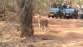 Tigers roar paralizes cameraman