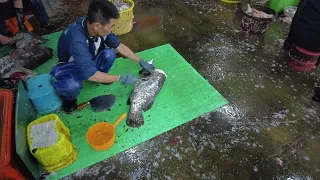 Cutting Giant Groper 龍膽石斑現撈清肉切割處理