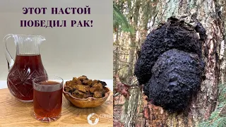 ЧАГА! КАК ПРИГОТОВИТЬ ЛЕЧЕБНЫЙ НАСТОЙ?! СКАЖИ БОЛЕЗНЯМ НЕТ!!!