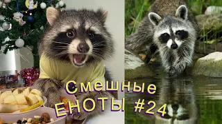 Cмешные ЕНОТЫ #24 / Приколы с ЕНОТАМИ 2022 / Funny Raccoons.