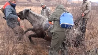 За тайменем. Жестокость или ...?